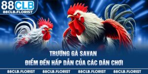 trường gà savan
